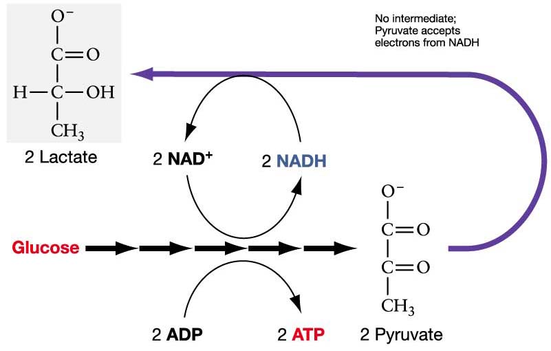 Biochemistry is Your Friend. For Reals! | Cheese Science