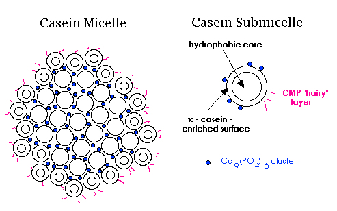 Caseina en cetosis